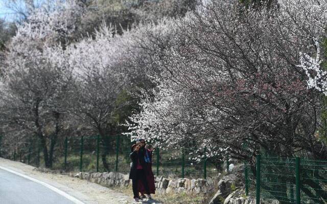 昌平山路进入野花盛开季