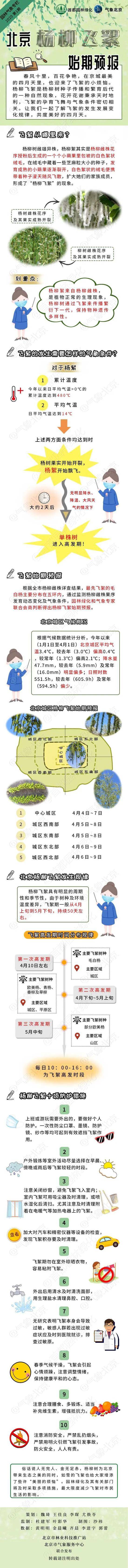 北京城区4日起开始飘絮 这些方法避免飞絮烦恼