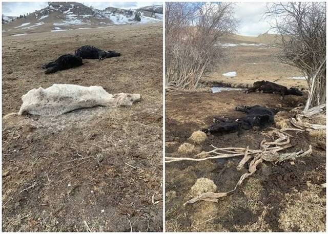 美国蒙大拿州牧场主涉嫌故意遗弃230头牛于野外被起诉虐待动物罪