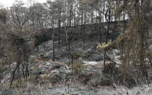 西昌山火：不排除人为因素，起火前一天半数村民去上坟
