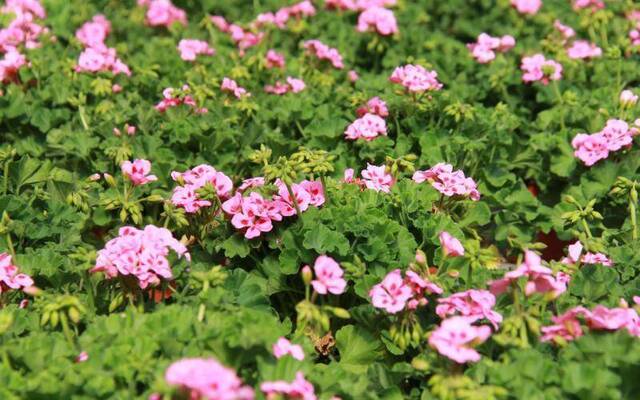 清明花卉种植忙 平谷马昌营镇百亩鲜花齐放