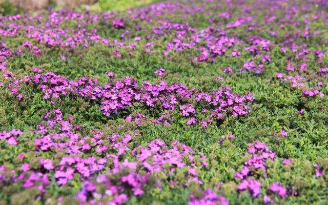 清明花卉种植忙 平谷马昌营镇百亩鲜花齐放