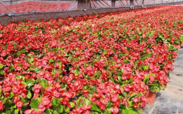 清明花卉种植忙 平谷马昌营镇百亩鲜花齐放