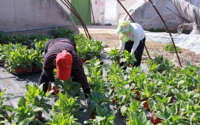 清明花卉种植忙 平谷马昌营镇百亩鲜花齐放