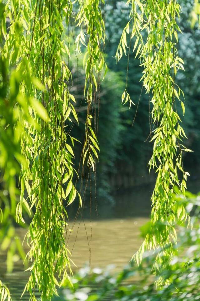 今日，清明