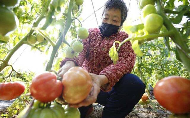 “找回四十年前的老味道” 平谷夏各庄镇西红柿成熟上市