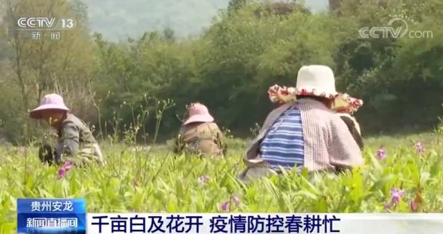 贵州安龙：千亩白及花开 疫情防控春耕忙