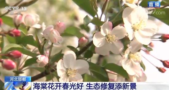 河北邯郸：海棠花开春光好 生态修复添新景