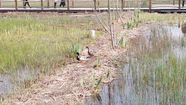 北京奥森湿地来了全球仅700只的青头潜鸭？专家回应