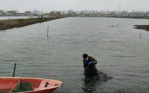 潜江小龙虾月底大量上市 满城将飘“麻小”香