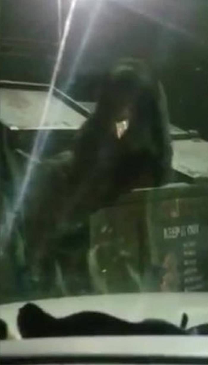 美国田纳西州塞维尔县加特林堡饥饿黑熊闯油站跳入垃圾箱翻找食物