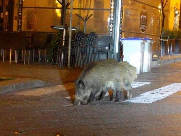 ↑野猪被拍到在平时繁忙的道路上肆无忌惮地嗅来嗅去。图据《太阳报》