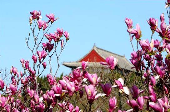 四月芳菲，蓬莱阁迎来最美季节