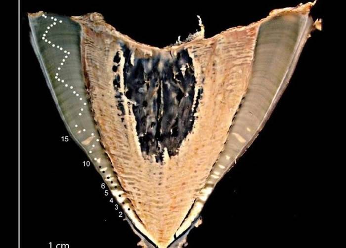 生物学家目前靠计算鲸鲨椎骨中类似年轮的线条估计其年龄。