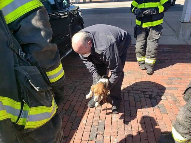 美国纽约州门罗县罗切斯特市猎犬贪玩爬车底受困随车行驶64公里无恙