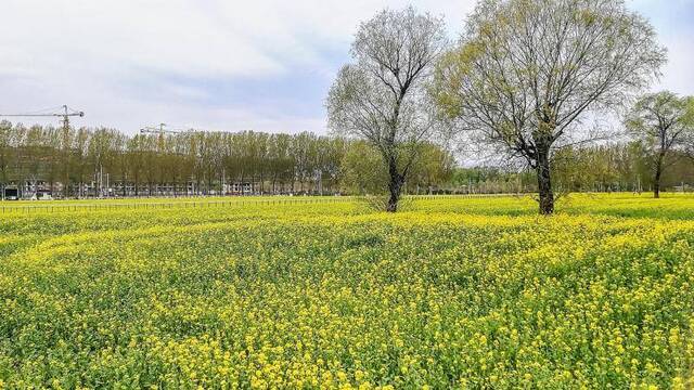 京西怪村200亩油菜花盛开 花期可持续至五月中旬