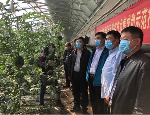 大兴头茬西瓜成熟 植保专家为西瓜上市保驾护航