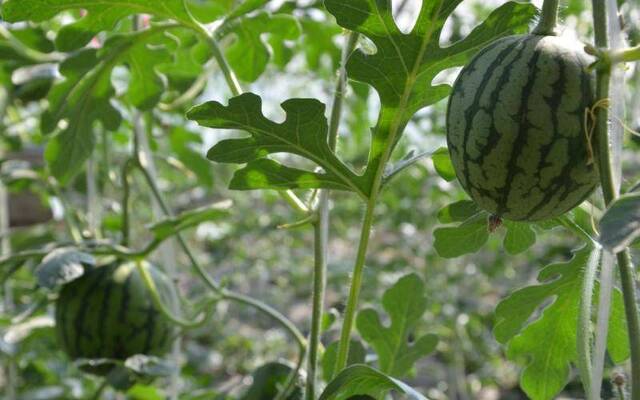 大兴头茬西瓜成熟 植保专家为西瓜上市保驾护航