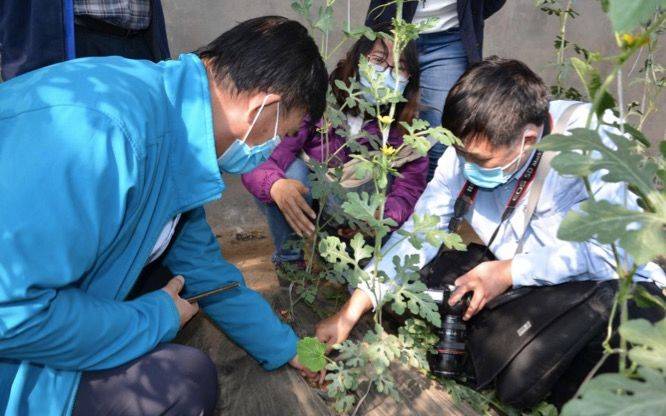 大兴头茬西瓜成熟 植保专家为西瓜上市保驾护航