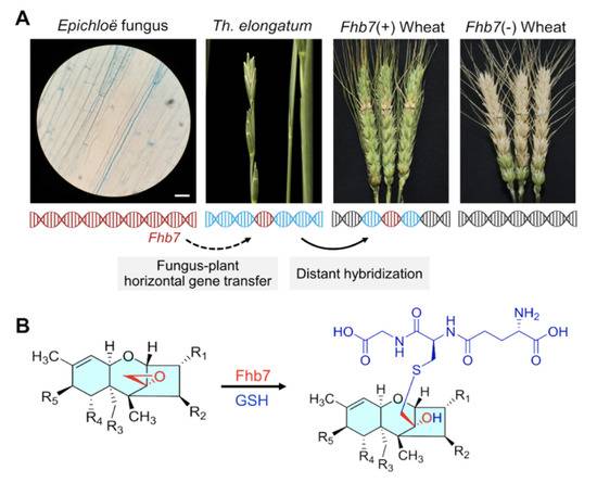 Fhb7的跨物种转移和抗赤霉病分子机理