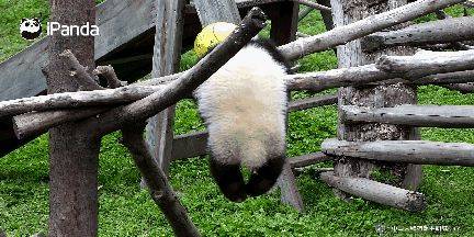深夜8个月的大熊猫独自玩玩具 7小时后被发现死亡