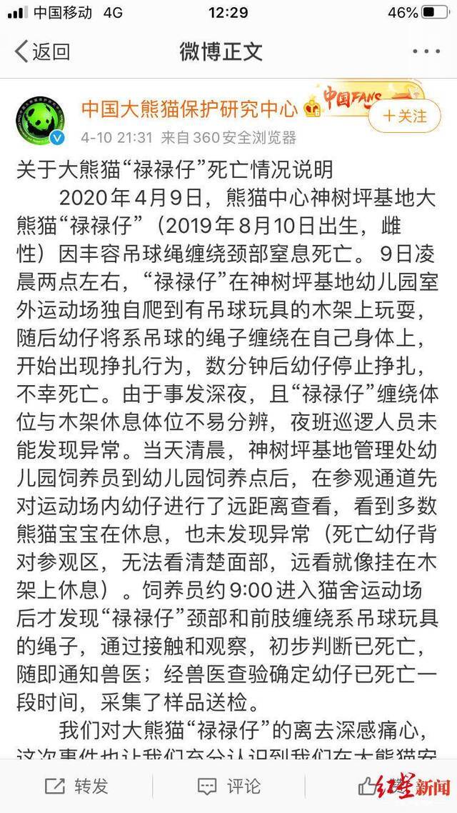 大熊猫“禄禄仔”死亡情况说明