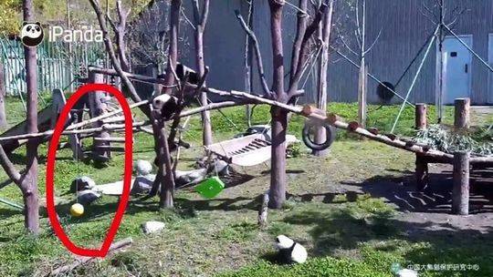 大熊猫园区的丰容吊球装置