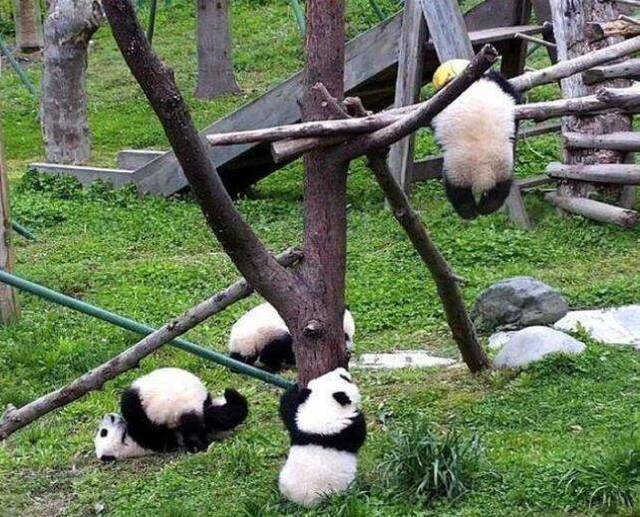 中国大熊猫中心回应幼仔球绳绕颈窒息死亡：很意外
