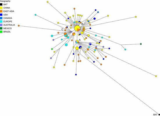  160个新冠病毒基因组的系统发育网络图|PNAS