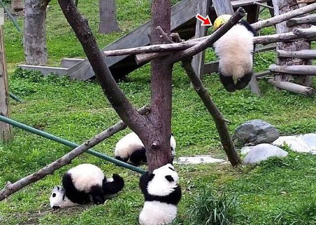 中国大熊猫保护研究中心神树坪基地大熊猫“禄禄仔”被玩具吊球的绳缠绕颈部窒息死亡