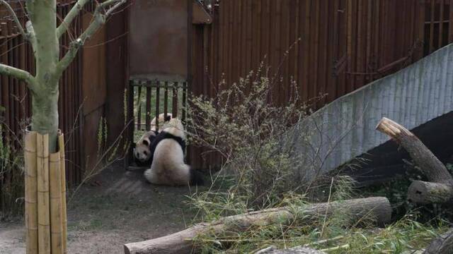 2020年4月10日，在丹麦哥本哈根动物园熊猫馆，两只大熊猫“星二”（雄性）和“毛二”（雌性）在住所间隔栏被升起后首次见面。新华社发（安德斯·孔斯豪摄）