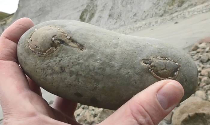 化石爱好者在新西兰海滩捡回一块石头剥开惊现1200万年前螃蟹化石