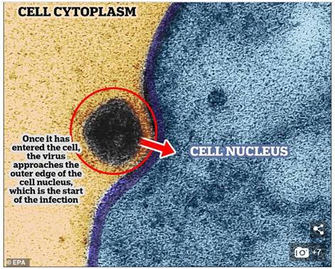 ↑图片显示新冠病毒正试图进入细胞核图据《每日邮报》
