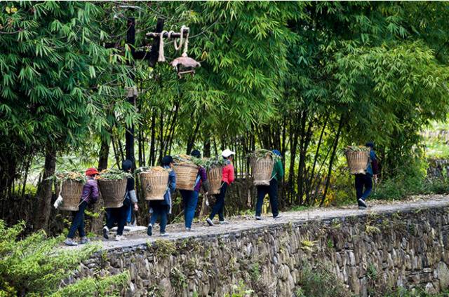 4月8日，重庆市黔江区小南海镇新建村村民背着射干苗等中药材，前往中药材基地王全超摄/本刊