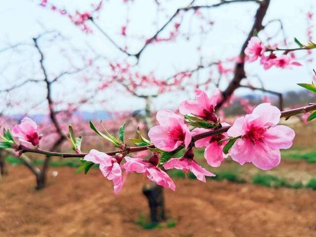 平谷22万亩桃花开了，推“云上桃花源”邀市民线上观赏