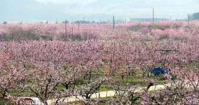 平谷22万亩桃花开了，推“云上桃花源”邀市民线上观赏