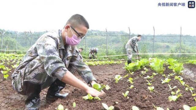 疫情影响菜品供应 维和官兵发扬“南泥湾”精神