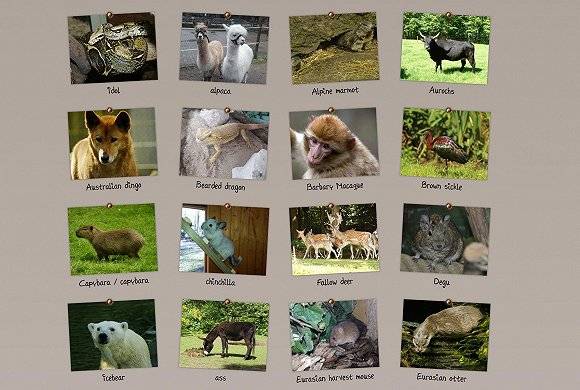 新明斯特动物园官网列出的部分园内动物