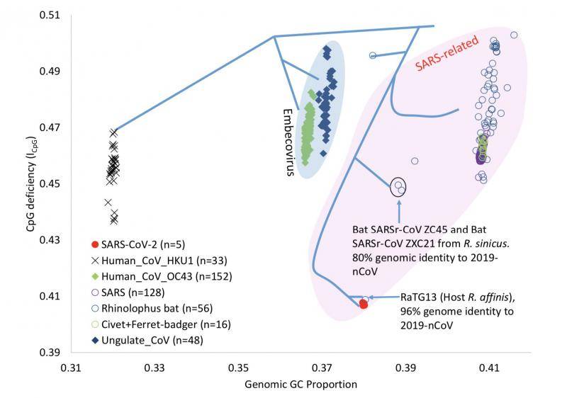 结果显示，新冠病毒及其最接近的已知近亲RaTG13（中科院武汉病毒所石正丽研究员团队2013年在中国云南采集）的ICpG水平在其谱系中最低，两者都是病毒基因组ICpG与GC%的异常值。
