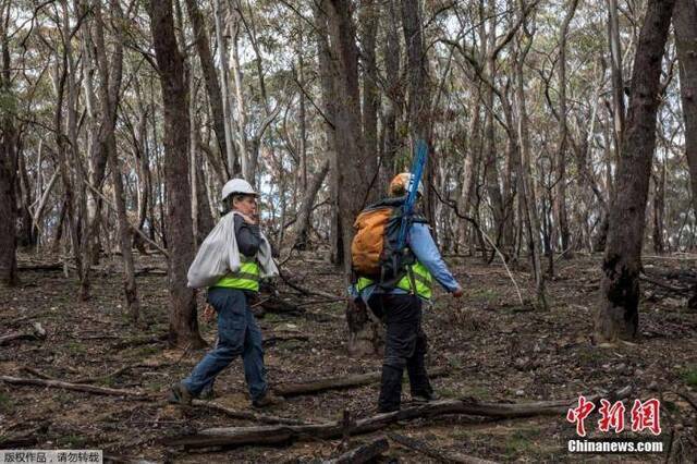 当地时间3月23日，澳大利亚新南威尔士州，动物保护组织工作人员将山火中获救的考拉放归森林。