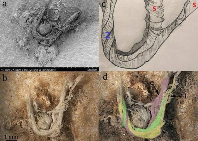 美国考古团队在法国西部出土的石器上发现5万年前尼安德特人制作的纤维细绳