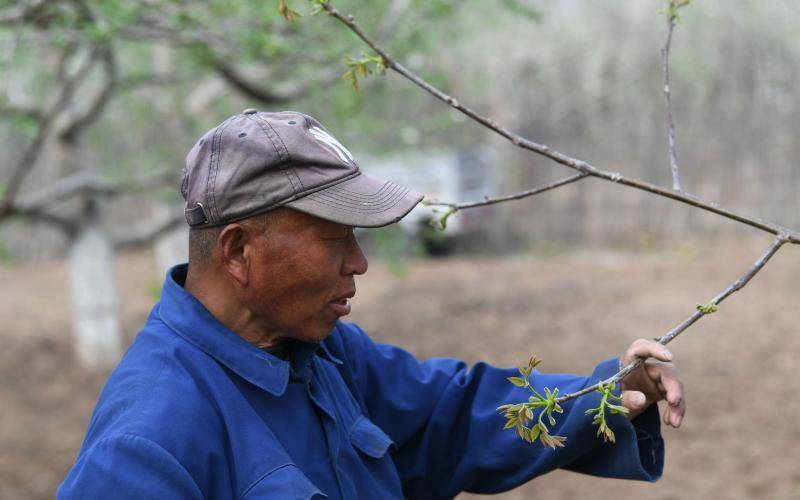 现场‖苹果花开了，种树的人老了