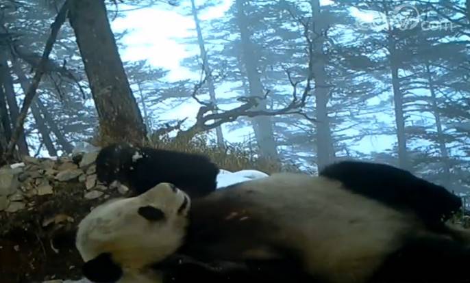 四川鞍子河保护区拍摄到野生大熊猫活动影像