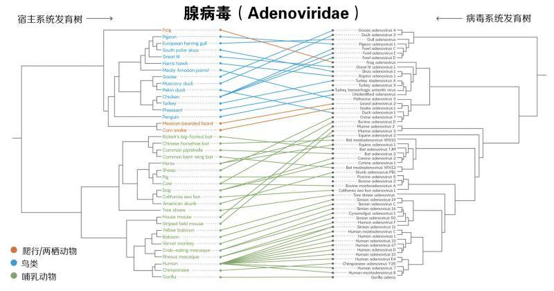 ▲以腺病毒家族为例，跨物种传播几率远大于与宿主偕同进化。研究表明，此类现象在19个病毒家族中都普遍存在。汉化自Quanta