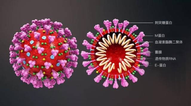 ▲新冠病毒结构示意图。图据腾讯医典