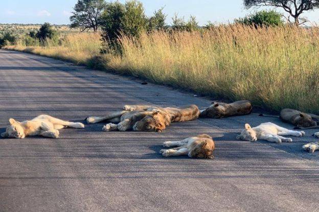 RICHARD SOWRY/KRUGER NATIONAL PARK