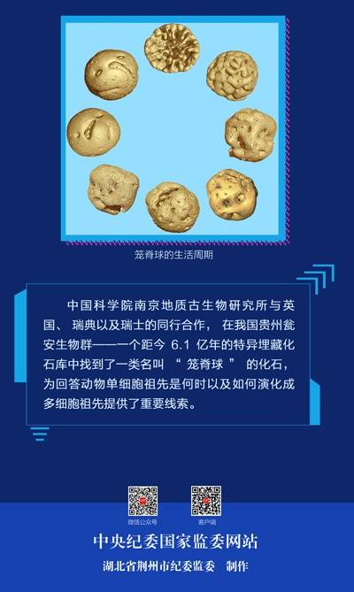 一图读懂  2019年度中国古生物学十大进展