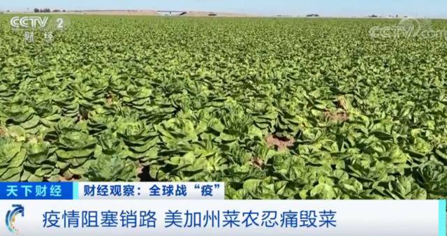 没有销路，美加州菜农自毁约10万箱生菜！一天损失177万元