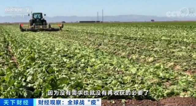 没有销路，美加州菜农自毁约10万箱生菜！一天损失177万元