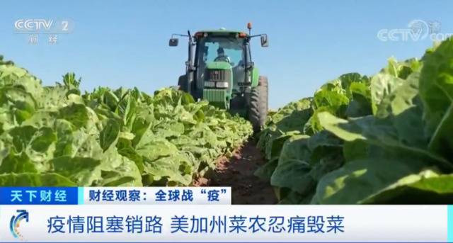 没有销路，美加州菜农自毁约10万箱生菜！一天损失177万元